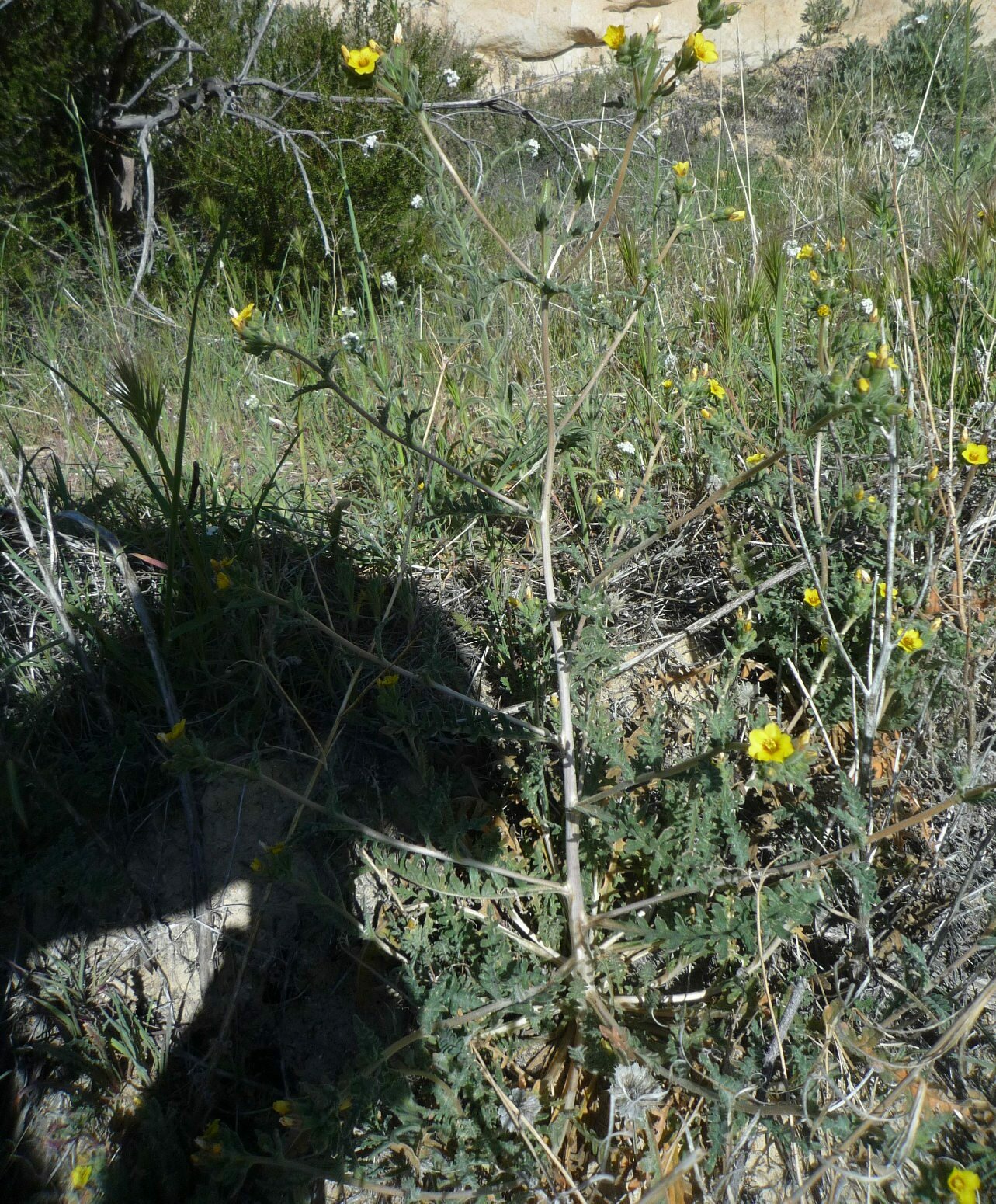 High Resolution Mentzelia veatchiana Plant